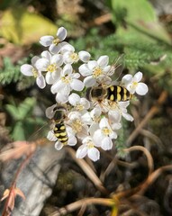 Syrphini