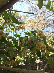Schinus latifolia
