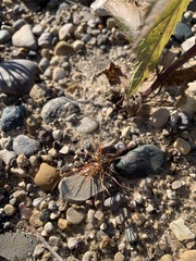 Sporobolus vaginiflorus