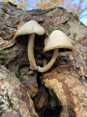 Psathyrella piluliformis