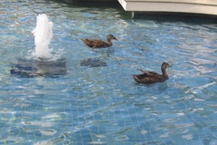 Anas platyrhynchos × fulvigula