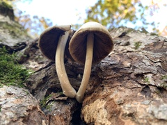 Psathyrella piluliformis