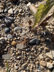 Sporobolus vaginiflorus