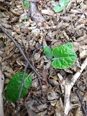 Adenocaulon chilense