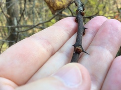 Zanthoxylum americanum