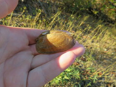 Medionidus conradicus