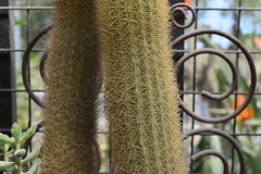 Haageocereus pseudomelanostele