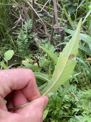 Agromyzidae