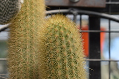 Haageocereus pseudomelanostele