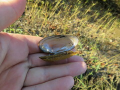 Medionidus conradicus