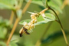 Poecilopompilus interruptus