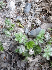 Acaena ovalifolia