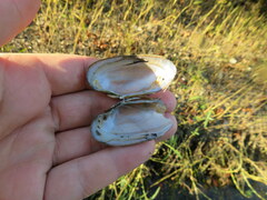 Medionidus conradicus