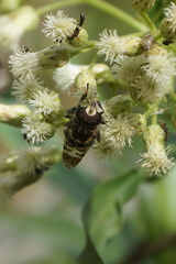 Copestylum tamaulipanum