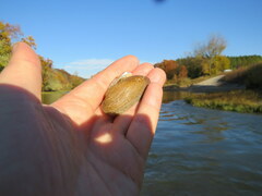 Medionidus conradicus