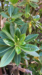 Impatiens sodenii