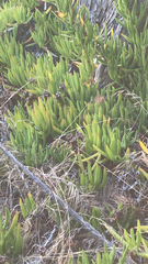Carpobrotus edulis