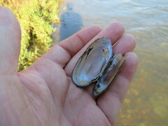 Medionidus conradicus