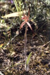 Caladenia caudata