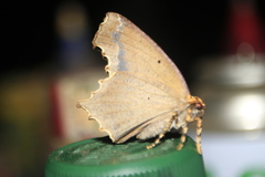 Eutomopepla