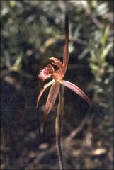 Caladenia caudata