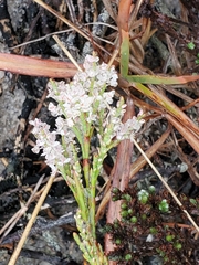 Polygonella articulata