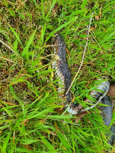 Lowlands Copperhead sighting