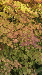 Acer circinatum