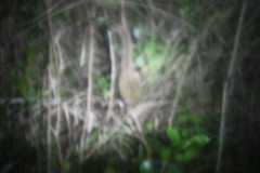 Cheirogaleus