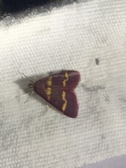 Pyrausta tyralis