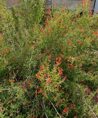 Anisacanthus quadrifidus