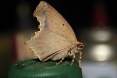 Eutomopepla
