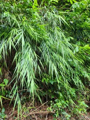Arundo formosana