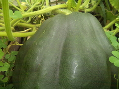 Cucurbita maxima
