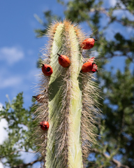 Lophocereus schottii