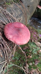 Gymnopilus