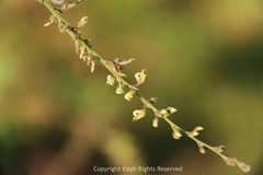 Pleurolobus gangeticus
