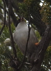 Daphoenositta chrysoptera