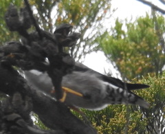 Daphoenositta chrysoptera