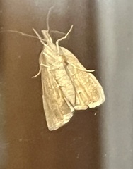 Glaphyria sesquistrialis