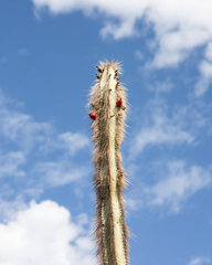 Lophocereus schottii