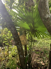 Saribus rotundifolius