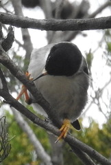 Daphoenositta chrysoptera