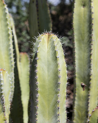 Lophocereus schottii