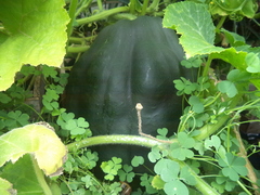 Cucurbita maxima