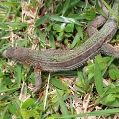 Ameiva praesignis