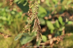 Pleurolobus gangeticus