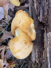Gymnopilus luteus