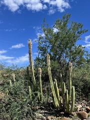 Lophocereus schottii