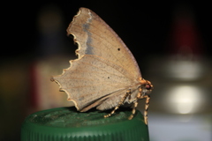 Eutomopepla